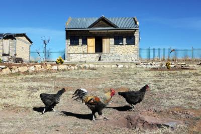 Chickens walk the grounds at Lebakeng